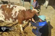 غربالگری سل و بروسلوز در بیش از ۶۰۰ رأس گاو شیری شوشتر